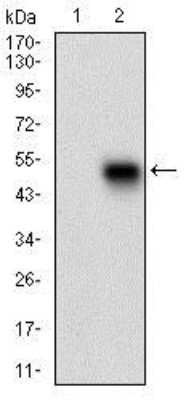 Western Blot Phospholipase A2 XII Antibody (3H2C11) - BSA Free