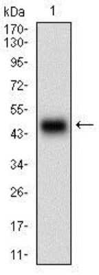 Western Blot: Phospholipase A2 XII Antibody (7C7C9) [NBP2-37258] - Western blot analysis using PLA2G12A mAb against human PLA2G12A (AA: 21-189) recombinant protein. (Expected MW is 44.5 kDa)