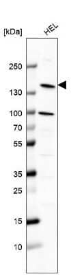 Western Blot: Phospholipase C beta 2 Antibody [NBP2-58951] - Analysis in human cell line HEL.