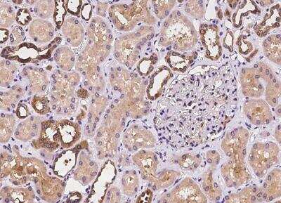 Immunohistochemistry-Paraffin: Phospholipase C delta 1 Antibody [NBP3-05935] - Staining of human PLCD1 in human kidney with rabbit polyclonal antibody at 1:100 dilution.