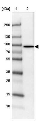Western Blot Phospholipase C delta 1 Antibody - BSA Free