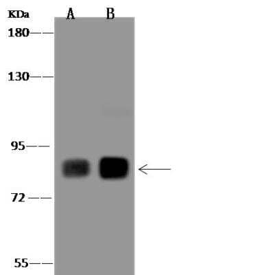 Western Blot Phospholipase C delta 1 Antibody - BSA Free