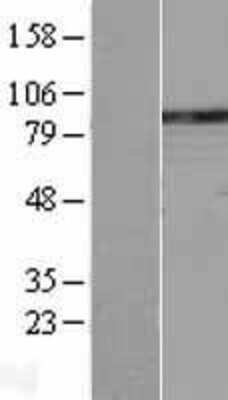 Western Blot Phospholipase C delta 1 Overexpression Lysate