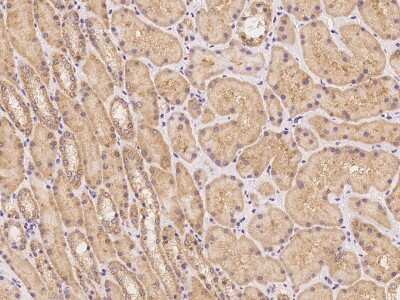 Immunohistochemistry-Paraffin: Phospholipase C like 1 Antibody [NBP3-06275] - Immunochemical staining of human Phospholipase C like 1 in human kidney with rabbit polyclonal antibody at 1:1000 dilution, formalin-fixed paraffin embedded sections.