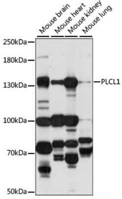 Western Blot: Phospholipase C like 1 Antibody [NBP2-94627] - Analysis of extracts of various cell lines, using Phospholipase C like 1 at 1:1000 dilution. Secondary antibody: HRP Goat Anti-Rabbit IgG (H+L) at 1:10000 dilution. Lysates/proteins: 25ug per lane. Blocking buffer: 3% nonfat dry milk in TBST. Detection: ECL Basic Kit . Exposure time: 30s.