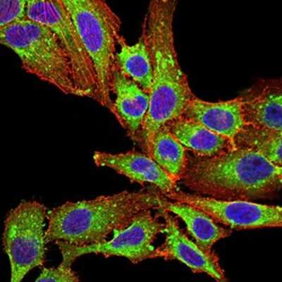 Immunocytochemistry/Immunofluorescence: Phospholipase D2 Antibody (7E4D9) [NBP2-61784] - Analysis of SK-OV-3 cells using PLD2 mouse mAb (green). Blue: DRAQ5 fluorescent DNA dye. Red: Actin filaments have been labeled with Alexa Fluor- 555 phalloidin. Goat anti-Mouse IgG (H+L) DyLight 488 secondary antibody was used. 