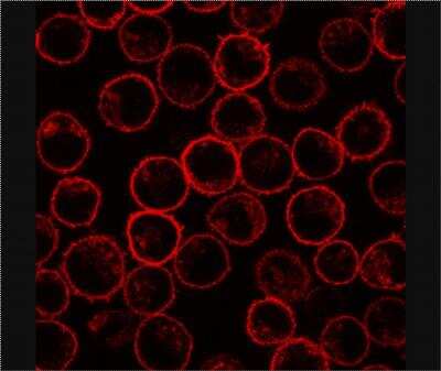 Immunocytochemistry/Immunofluorescence: Phospholipid Scramblase 1/PLSCR1 Antibody (13A6 [TEC-23]) [NBP2-62189] - Staining of PLSCR1 in rat basophilic leukemia (RBL) cell line using 13A6 (Tec-23) antibody.