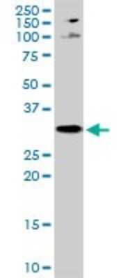 Western Blot: Phospholipid Scramblase 1/PLSCR1 Antibody (1E11) [H00005359-M12] - Analysis of PLSCR1 expression in HepG2 (Cat # L019V1).