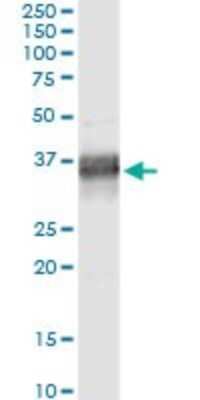 Immunoprecipitation: Phospholipid Scramblase 1/PLSCR1 Antibody (3B4) [H00005359-M02] - Analysis of PLSCR1 transfected lysate using anti-PLSCR1 monoclonal antibody and Protein A Magnetic Bead, and immunoblotted with PLSCR1 MaxPab rabbit polyclonal antibody.