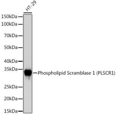 Western Blot Phospholipid Scramblase 1/PLSCR1 Antibody (5U6G1)