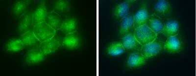 Immunocytochemistry/Immunofluorescence: Phospholipid Scramblase 1/PLSCR1 Antibody [NBP1-32588] - A431 cells were fixed in ice-cold MeOH for 5 min. Green: PLSCR1 protein stained by Scramblase1 antibody [N1C3] diluted at 1:5000. Blue: Hoechst 33342 staining.