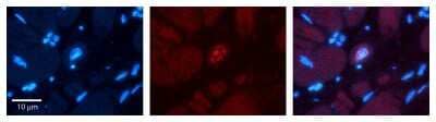 Immunohistochemistry: Phospholipid Scramblase 1/PLSCR1 Antibody [NBP1-57816] - Formalin Fixed Paraffin Embedded Tissue: Human heart Tissue Observed Staining: Nucleus Primary Antibody Concentration: N/A Other Working Concentrations: 1:600 Secondary Antibody: Donkey anti-Rabbit-Cy3 Secondary Antibody Concentration: 1:200 Magnification: 20X Exposure Time: 0.5 - 2.0 sec