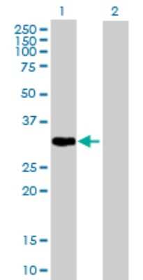 Western Blot: Phospholipid Scramblase 1/PLSCR1 Antibody [H00005359-B01P] - Analysis of PLSCR1 expression in transfected 293T cell line by PLSCR1 polyclonal antibody.  Lane 1: PLSCR1 transfected lysate(34.98 KDa). Lane 2: Non-transfected lysate.
