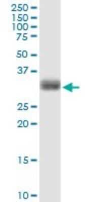 Western Blot: Phospholipid Scramblase 1/PLSCR1 Antibody [H00005359-D01P] - Analysis of PLSCR1 expression in HepG2.