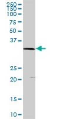 Western Blot: Phospholipid Scramblase 1/PLSCR1 Antibody [H00005359-D01P] - Analysis of PLSCR1 expression in mouse testis.