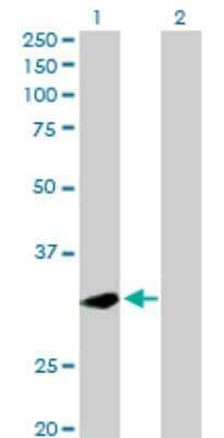 Western Blot: Phospholipid Scramblase 1/PLSCR1 Antibody [H00005359-D01P] - Analysis of PLSCR1 expression in transfected 293T cell line by PLSCR1 polyclonal antibody.Lane 1: PLSCR1 transfected lysate(35.00 KDa).Lane 2: Non-transfected lysate.