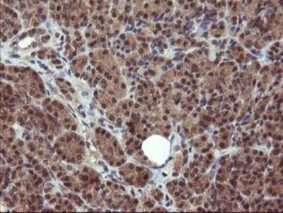 Immunohistochemistry: Phosphoribosyl Pyrophosphate Amidotransferase Antibody (1B11) [NBP2-45379] - Analysis of Human pancreas tissue. (Heat-induced epitope retrieval by 10mM citric buffer, pH6.0, 120C for 3min)