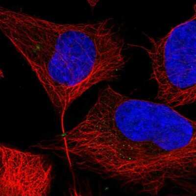 Immunocytochemistry/Immunofluorescence: Phosphoribosyl Pyrophosphate Amidotransferase Antibody [NBP2-38279] - Staining of human cell line U-2 OS shows localization to midbody ring.