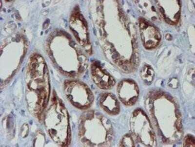 Immunohistochemistry: Phosphoribosyl Pyrophosphate Amidotransferase Antibody (OTI1B8) - Azide and BSA Free [NBP2-73394] - Staining of paraffin-embedded Human Kidney tissue using anti-Phosphoribosyl Pyrophosphate Amidotransferase mouse monoclonal antibody.