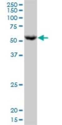 Western Blot: Phosphoribosyl Pyrophosphate Amidotransferase Antibody [H00005471-B01P] - Analysis of PPAT expression in K-562.