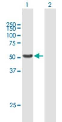 Western Blot: Phosphoribosyl Pyrophosphate Amidotransferase Antibody [H00005471-B01P] - Analysis of PPAT expression in transfected 293T cell line by PPAT polyclonal antibody.  Lane 1: PPAT transfected lysate(56.87 KDa). Lane 2: Non-transfected lysate.