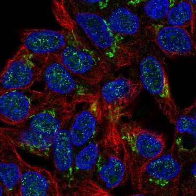 Immunocytochemistry/Immunofluorescence: Phosphorylase B Antibody [NBP2-57900] - Staining of human cell line Hep G2 shows localization to the Golgi apparatus.