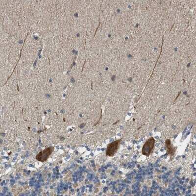 Immunohistochemistry-Paraffin: Piccolo Antibody [NBP1-90251] - Staining of human cerebellum shows strong cytoplasmic positivity in Purkinje cells.