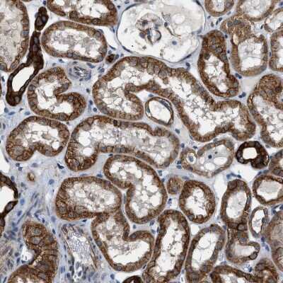 Immunohistochemistry-Paraffin: Piccolo Antibody [NBP1-90251] - Staining of human kidney shows strong membranous and cytoplasmic positivity in cells in tubules.