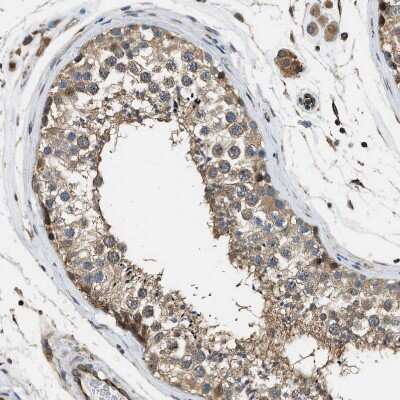 Immunohistochemistry-Paraffin Piccolo Antibody - BSA Free