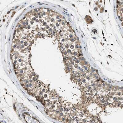 Immunohistochemistry-Paraffin: Piccolo Antibody [NBP1-90251] - Staining of human testis shows moderate membranous positivity in cells in seminiferous ducts.