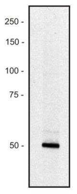 Western Blot: Piccolo Antibody (PCLO-01) [NBP2-62209] - Human REH erythroid cell line lysate (1% laurylmaltoside); non-reduced sample, immunostained by  mAb PCLO-01 and goat anti-mouse IgG (H+L)-HRP conjugate. The zone evidently corresponds to a small splice variant of the PCLO protein present in this type of cell (see Uniprot database, Genome Res. 14:2121-2127(2004)); the major form (over 500 kDa) expressed in neurons is too large for analysis by Western blotting.