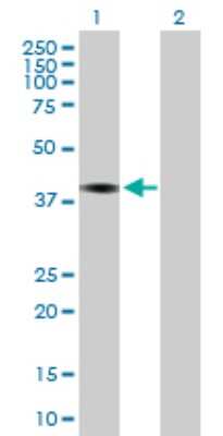 Western Blot: Piccolo Antibody [H00027445-B01P] - Analysis of PCLO expression in transfected 293T cell line by PCLO polyclonal antibody.  Lane 1: PCLO transfected lysate(39.16 KDa). Lane 2: Non-transfected lysate.