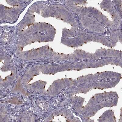 Immunohistochemistry-Paraffin: Pierce-1 Antibody [NBP1-81136] - Staining of human fallopian tube shows strong positivity in cilia of glandular cells.