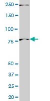 Western Blot: Pinin Antibody (2B4) [H00005411-M01] - PNN monoclonal antibody (M01), clone 2B4 Analysis of PNN expression in PC-12.