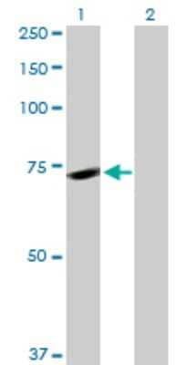 Western Blot: Pinin Antibody [H00005411-D01P] - Analysis of PNN expression in transfected 293T cell line by PNN polyclonal antibody.Lane 1: PNN transfected lysate(81.60 KDa).Lane 2: Non-transfected lysate.