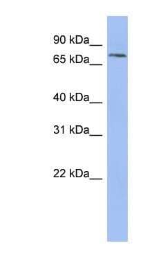 Western Blot: Pinin Antibody [NBP1-59136] - HepG2 cell lysate, concentration 0.2-1 ug/ml.