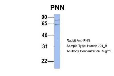 Western Blot: Pinin Antibody [NBP1-59136] - Analysis of 721_B cell lysate. Antibody Dilution: 1.0 ug/ml PNN is strongly supported by BioGPS gene expression data to be expressed in Human 721_B cells.