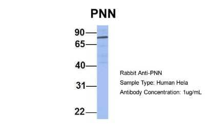 Western Blot: Pinin Antibody [NBP1-59136] - Hela, Antibody Dilution: 1.0 ug/ml PNN is strongly supported by BioGPS gene expression data to be expressed in HeLa.