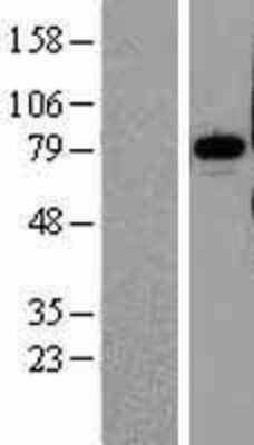 Western Blot: Pinin Overexpression Lysate (Adult Normal) [NBL1-14551] Left-Empty vector transfected control cell lysate (HEK293 cell lysate); Right -Over-expression Lysate for Pinin.