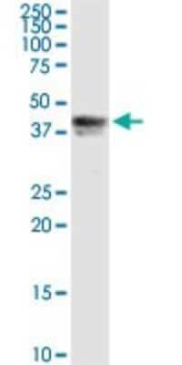 Western Blot: Pipecolic acid oxidase Antibody [H00051268-D01P] - Analysis of PIPOX expression in MCF-7.