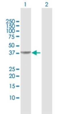 Western Blot: Pipecolic acid oxidase Antibody [H00051268-D01P] - Analysis of PIPOX expression in transfected 293T cell line by PIPOX polyclonal antibody.Lane 1: PIPOX transfected lysate(44.10 KDa).Lane 2: Non-transfected lysate.