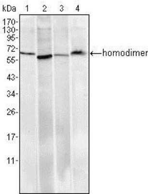 Western Blot: Pirh2 Antibody (1H10) [NBP1-51604] - Western blot analysis using Pirh2 mouse mAb against Hela (1), A549 (2), MCF-7 (3) and PC-12 (4) cell lysate.