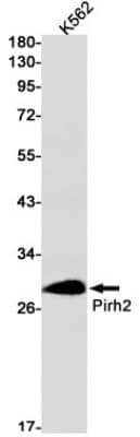 Western Blot: Pirh2 Antibody (S06-8H6) [NBP3-19523] - Western blot detection of Pirh2 in K562 cell lysates using NBP3-19523 (1:1000 diluted). Predicted band size: 30kDa. Observed band size: 30kDa.