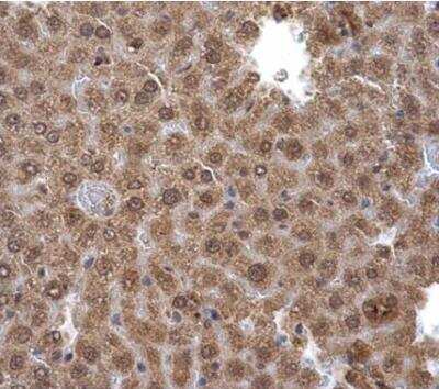 Immunohistochemistry-Paraffin: Pirin Antibody [NBP2-19840] - Paraffin-embedded mouse liver. Pirin antibody  dilution: 1:500.