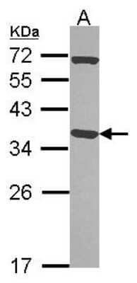 Western Blot Pirin Antibody