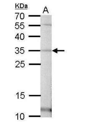 Western Blot: Pirin Antibody [NBP2-19840] - A. 50 ug mouse liver lysate/extract 12 % SDS-PAGE Pirin antibody dilution: 1:1000