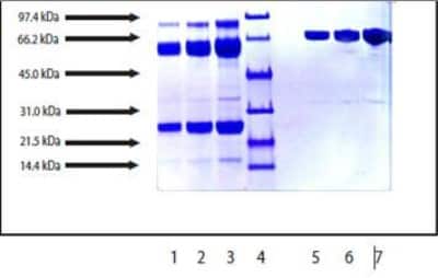 SDS-Page: Plasmin Native Protein [NBP2-46652] - 1. Plasmin - 5 ug (reduced / heated)  2. Plasmin - 10 ug (reduced / heated)  3. Plasmin - 20 ug (reduced / heated)  4. LMW Standard (BIO-RAD Cat. No. 161-0304)  5. Plasmin - 5 ug (non-reduced / no heat)  6. Plasmin - 10 ug (non-reduced / no heat)  7. Plasmin - 20 ug (non-reduced / no heat)