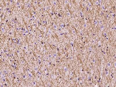 Immunohistochemistry-Paraffin: Plasmolipin Antibody [NBP2-97387] - Immunochemical staining of human Plasmolipin in human brain with rabbit polyclonal antibody at 1:100 dilution, formalin-fixed paraffin embedded sections.