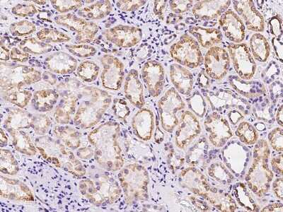 Immunohistochemistry-Paraffin: Plasmolipin Antibody [NBP2-97387] - Immunochemical staining of human Plasmolipin in human kidney with rabbit polyclonal antibody at 1:100 dilution, formalin-fixed paraffin embedded sections.