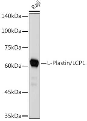 Western Blot: Plastin L Antibody (3T0M1) [NBP3-16459] - Western blot analysis of extracts of Raji cells, using Plastin L antibody (NBP3-16459) at 1:1000 dilution. Secondary antibody: HRP Goat Anti-Rabbit IgG (H+L) at 1:10000 dilution. Lysates/proteins: 25ug per lane. Blocking buffer: 3% nonfat dry milk in TBST. Detection: ECL Basic Kit. Exposure time: 1s.